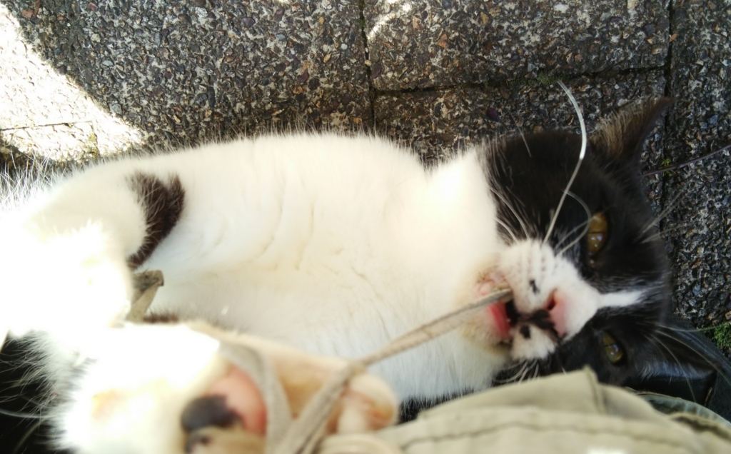 f:id:tarojiroko:20170513123613j:plain