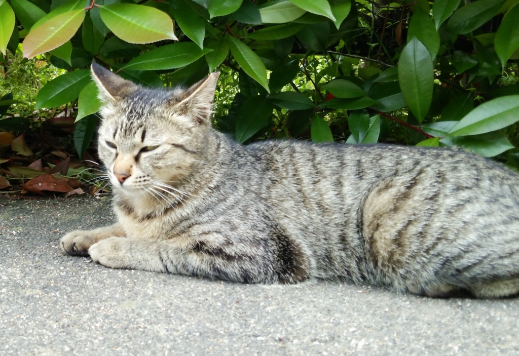 f:id:tarojiroko:20170516120612j:plain