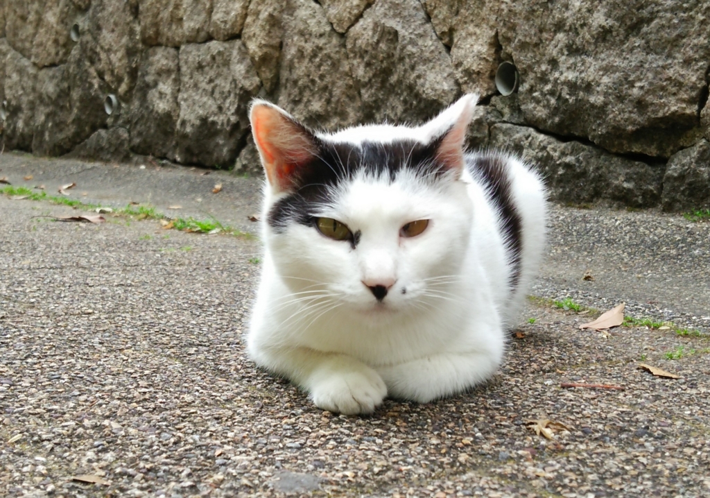 f:id:tarojiroko:20170521093604j:plain f:id:tarojiroko:20170521093604j:plain