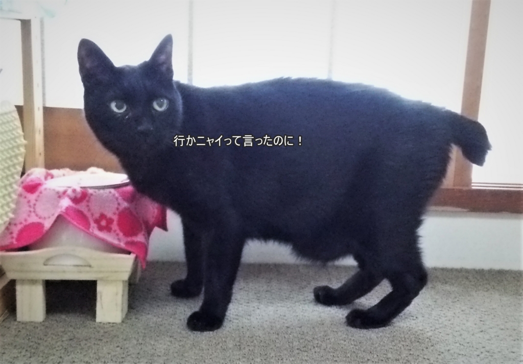 f:id:tarojiroko:20170524123959j:plain