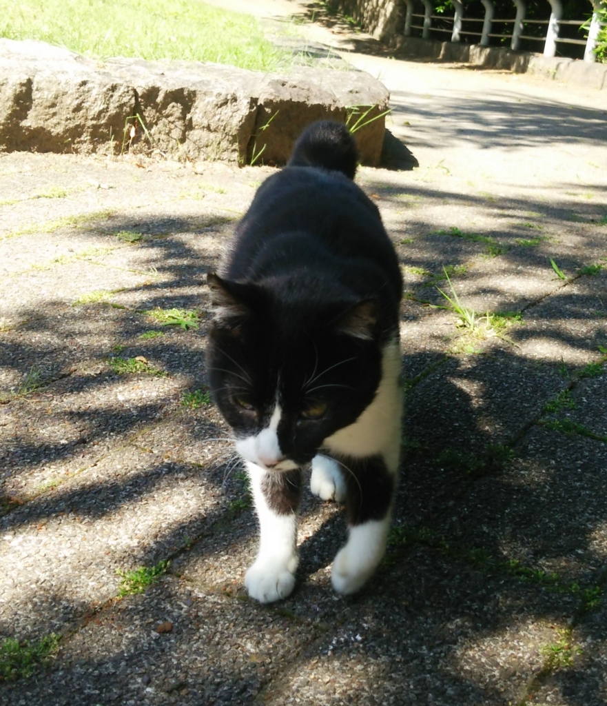 f:id:tarojiroko:20170528091722j:plain