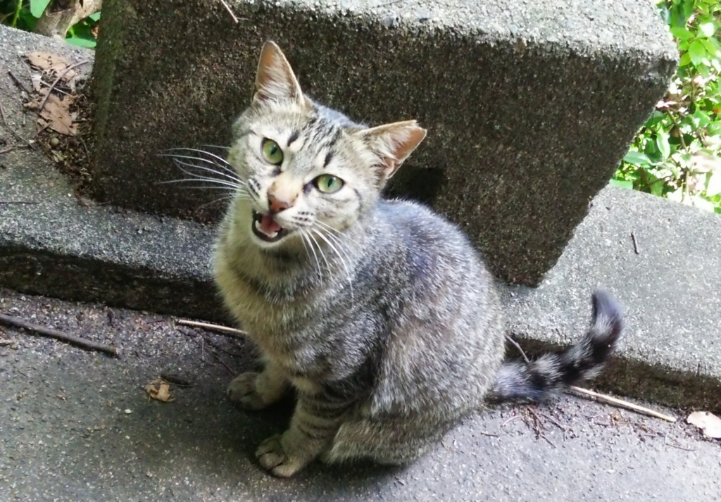 f:id:tarojiroko:20170612121647j:plain f:id:tarojiroko:20170612121647j:plain