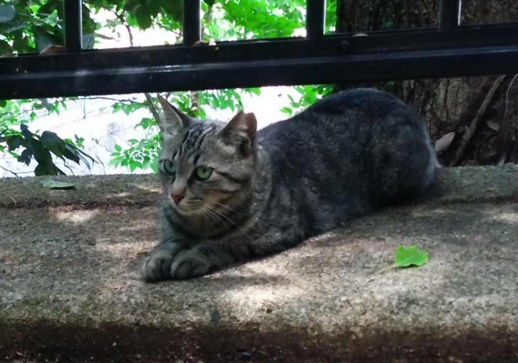 f:id:tarojiroko:20170623120840j:plain