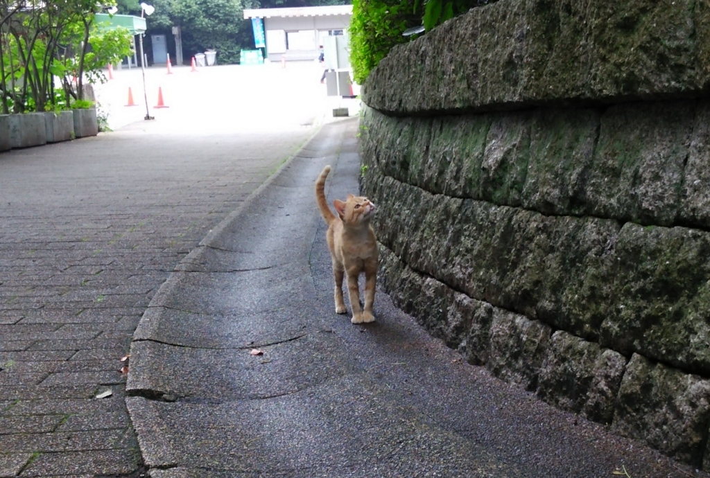 f:id:tarojiroko:20170629123414j:plain