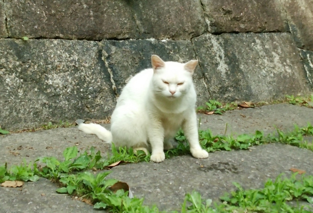 f:id:tarojiroko:20170702091258j:plain