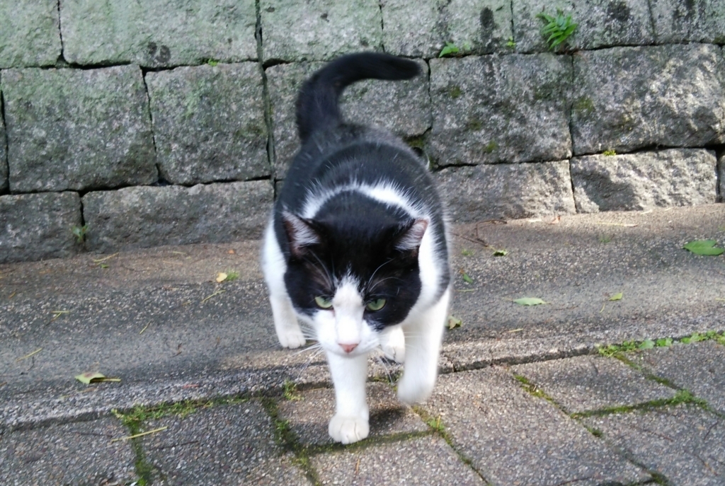 f:id:tarojiroko:20170703155348j:plain