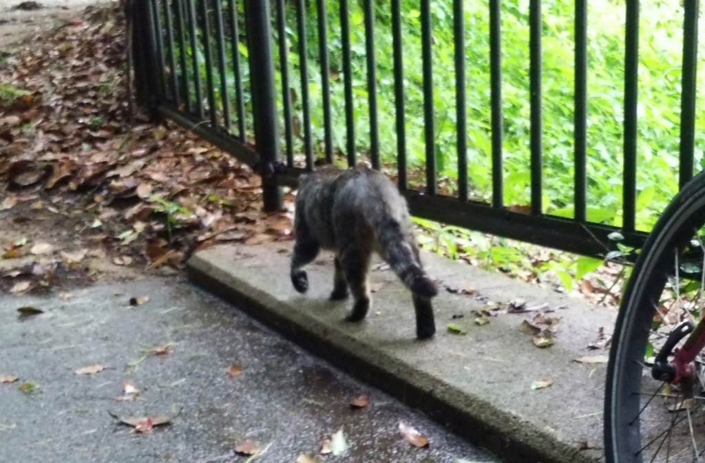 f:id:tarojiroko:20170704145433j:plain