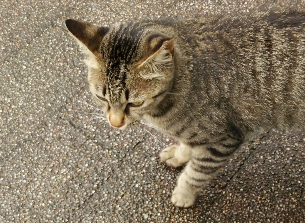 f:id:tarojiroko:20170705121134j:plain