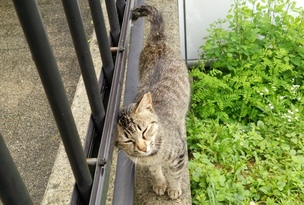 f:id:tarojiroko:20170705121841j:plain