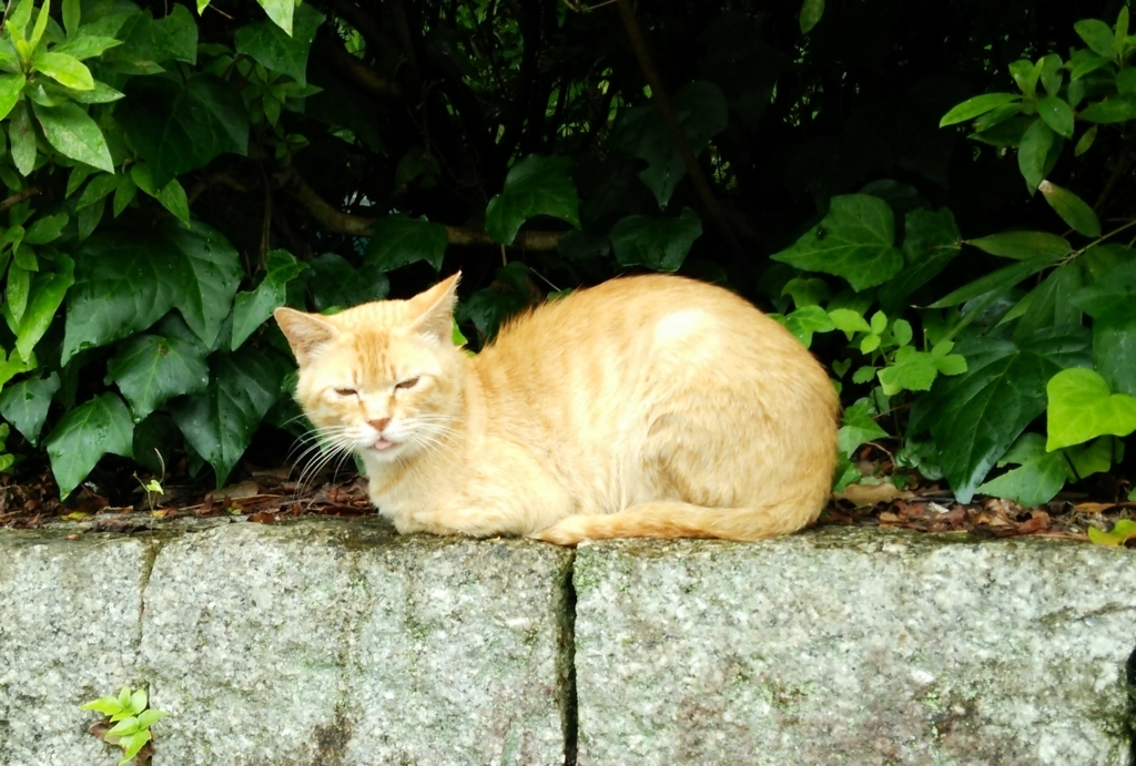 f:id:tarojiroko:20170708122256j:plain