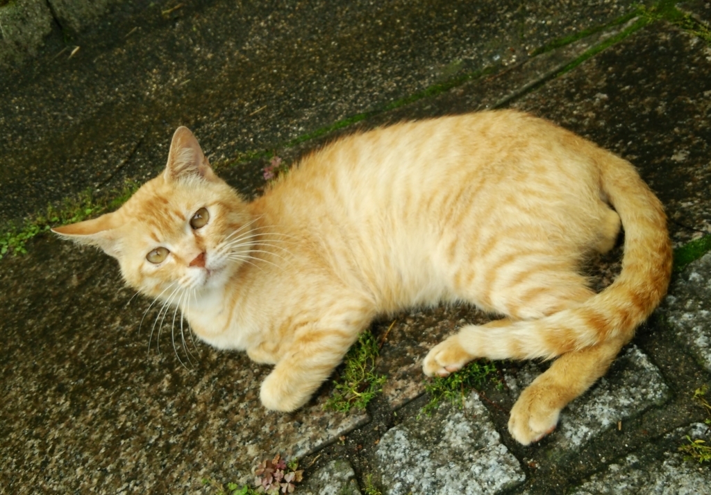 f:id:tarojiroko:20170708122421j:plain