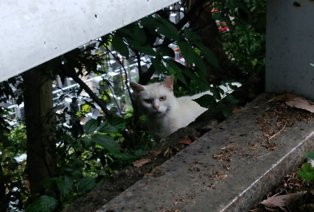f:id:tarojiroko:20170709092854j:plain