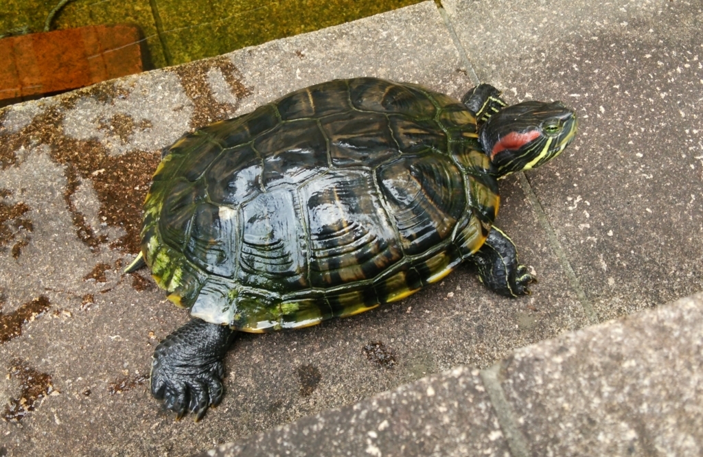 f:id:tarojiroko:20170719123619j:plain f:id:tarojiroko:20170719123619j:plain