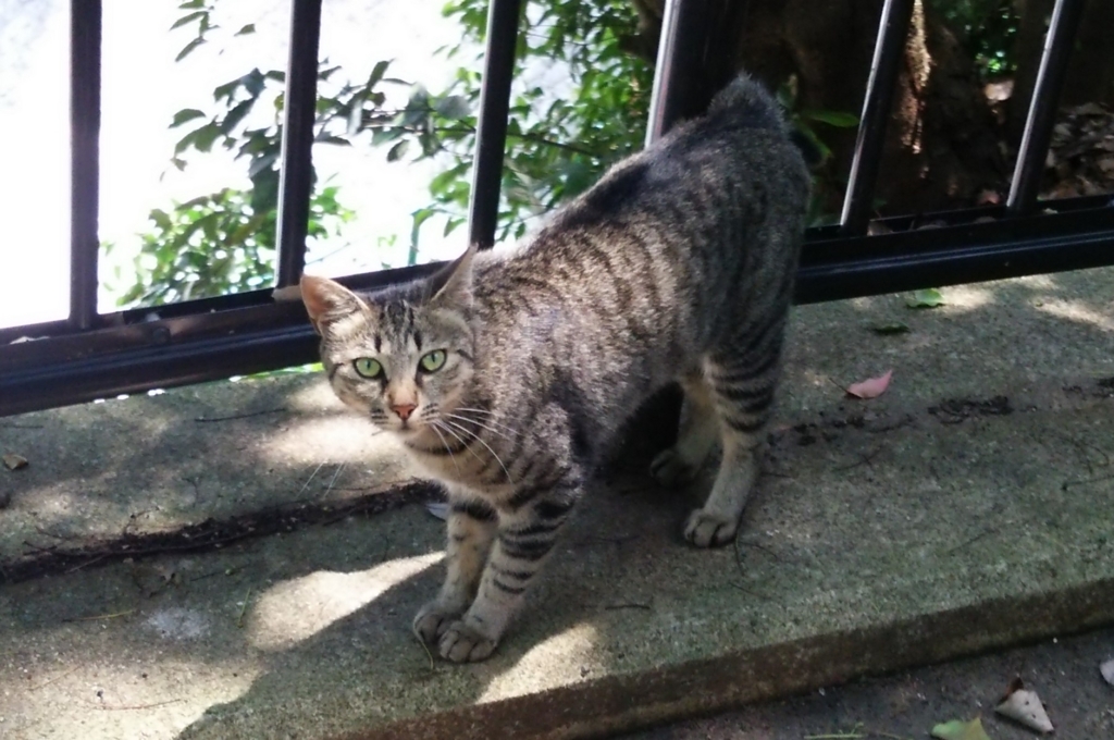 f:id:tarojiroko:20170721122646j:plain