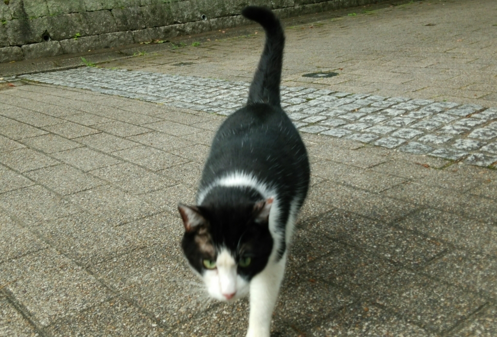 f:id:tarojiroko:20170723093229j:plain