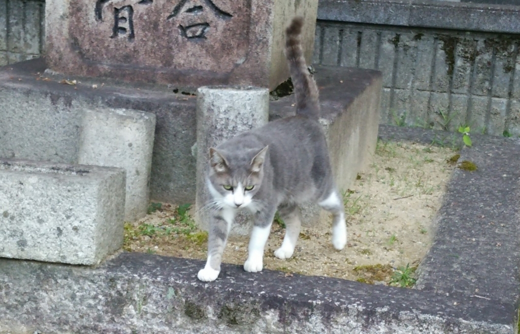 f:id:tarojiroko:20170730093445j:plain