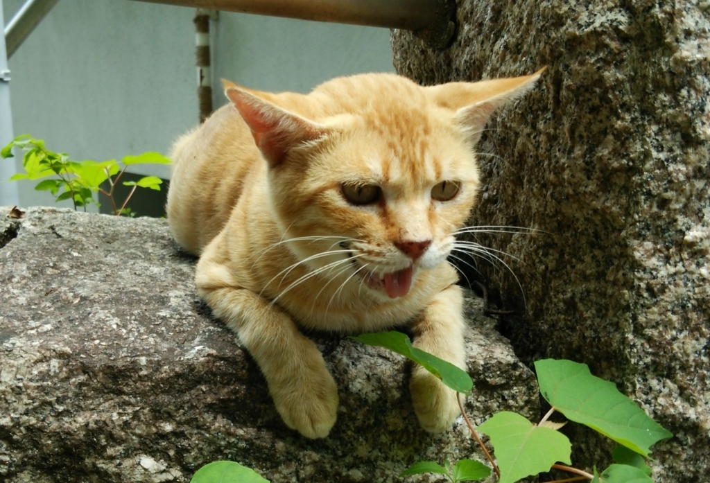 f:id:tarojiroko:20170803114546j:plain