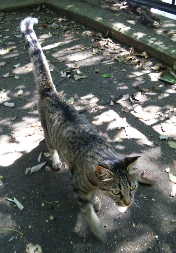 f:id:tarojiroko:20170806100529j:plain