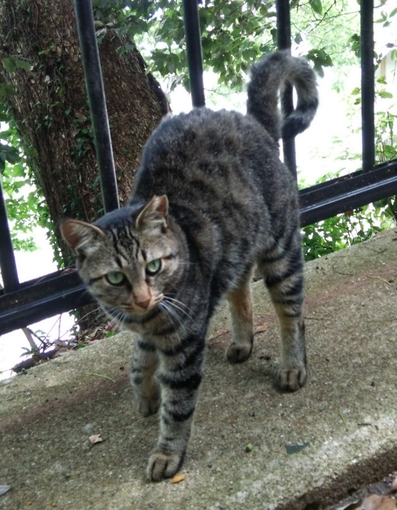 f:id:tarojiroko:20170812115347j:plain