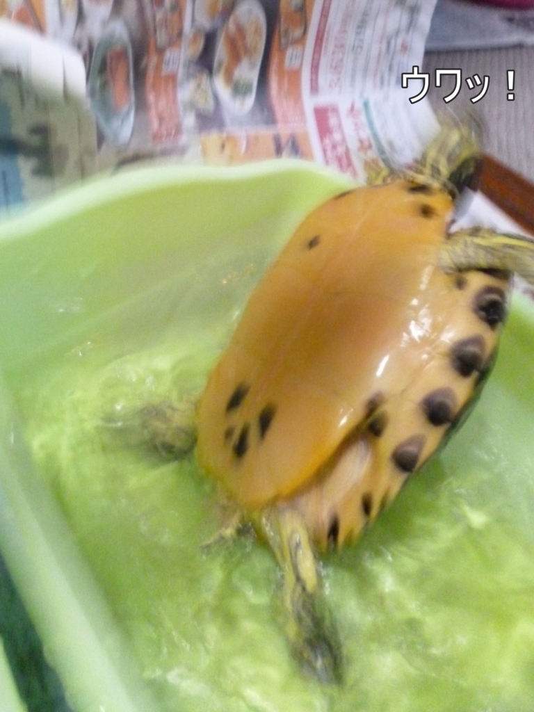 f:id:tarojiroko:20170813054556j:plain f:id:tarojiroko:20170813054556j:plain