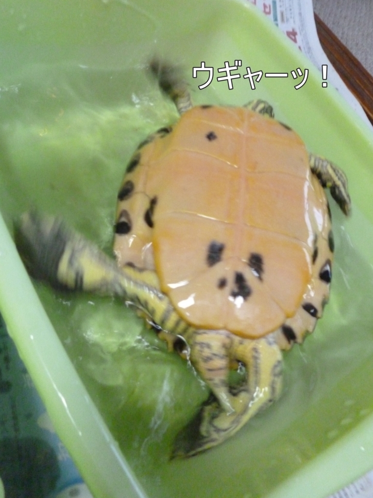 f:id:tarojiroko:20170813054558j:plain f:id:tarojiroko:20170813054558j:plain