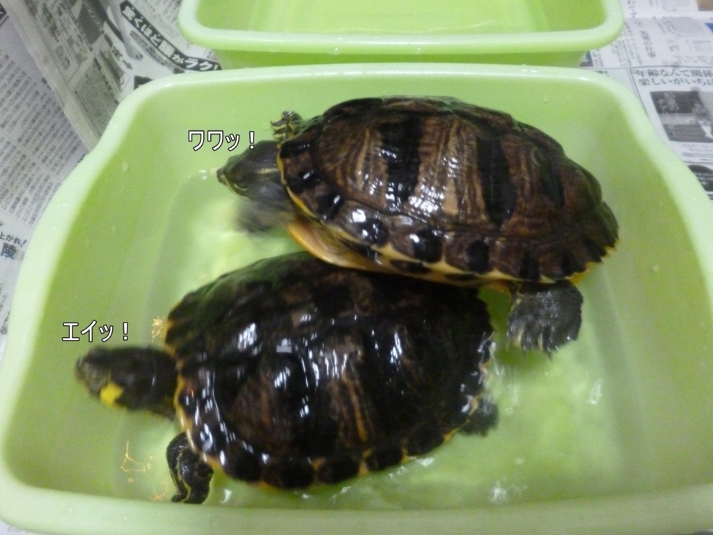 f:id:tarojiroko:20170815052825j:plain f:id:tarojiroko:20170815052825j:plain