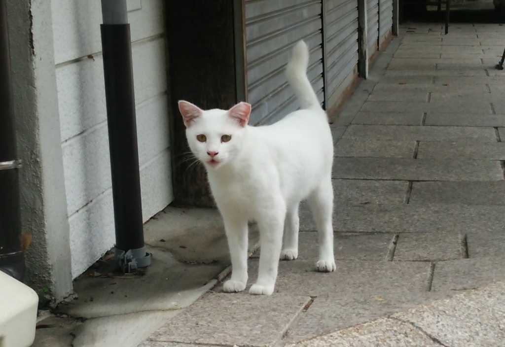 f:id:tarojiroko:20170815132101j:plain