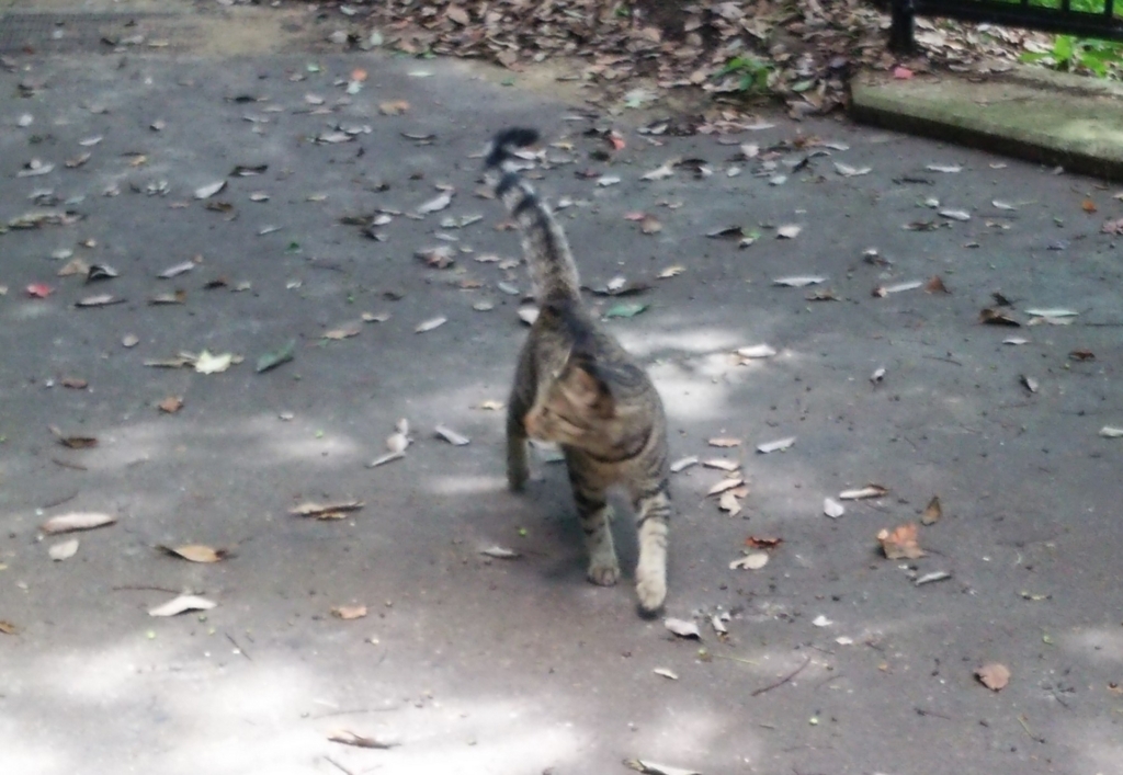 f:id:tarojiroko:20170817115337j:plain