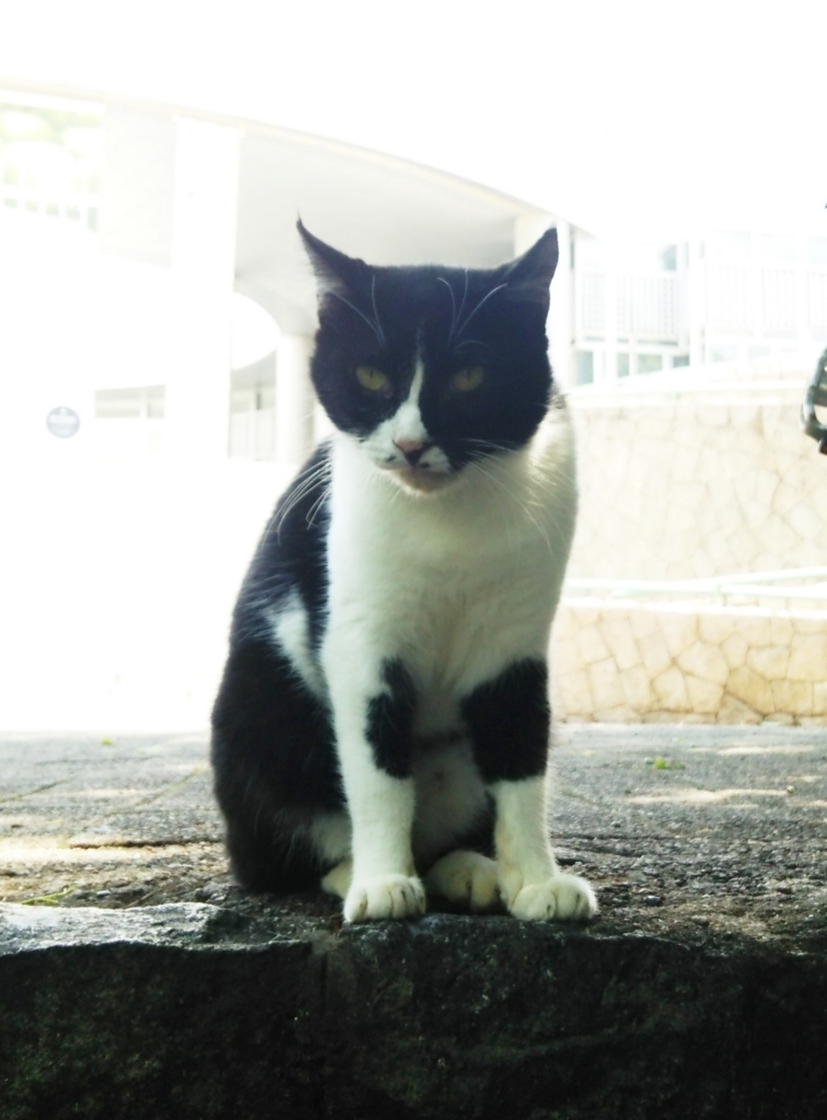 f:id:tarojiroko:20170817121624j:plain