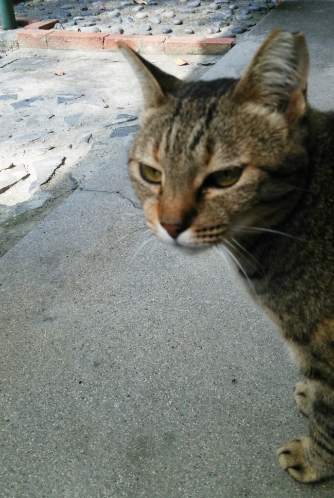f:id:tarojiroko:20170820094337j:plain