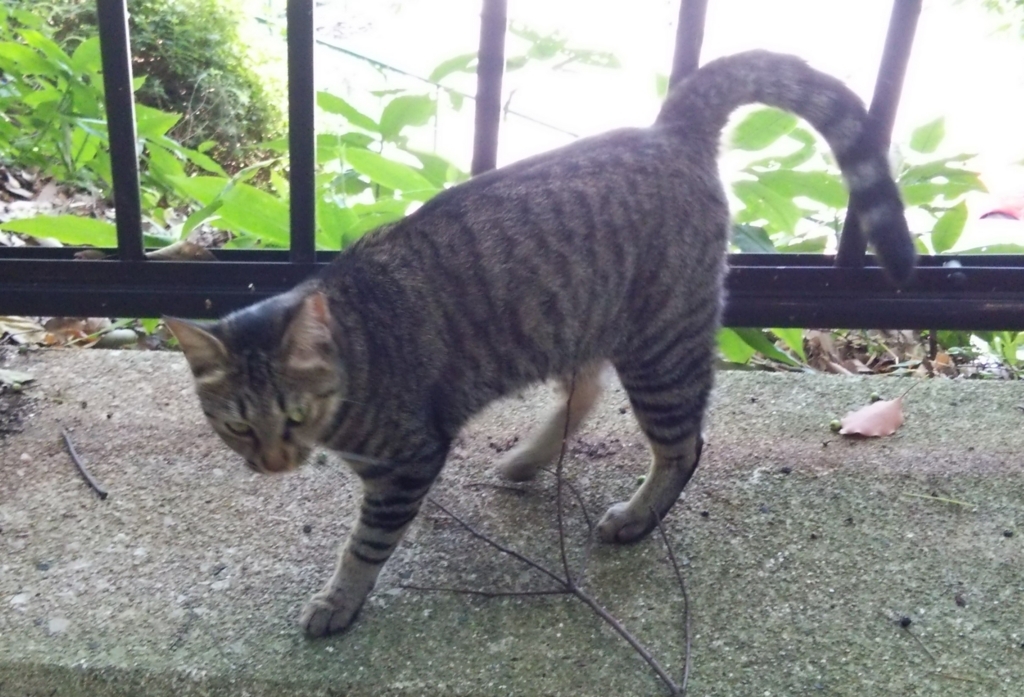 f:id:tarojiroko:20170903095223j:plain