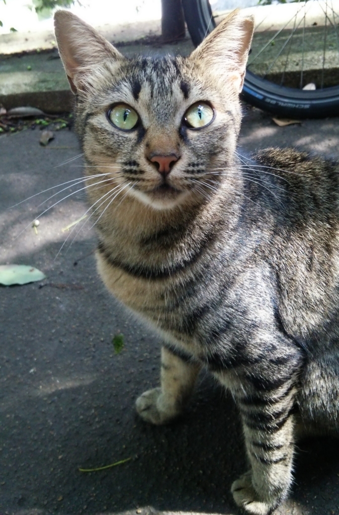 f:id:tarojiroko:20170908123154j:plain