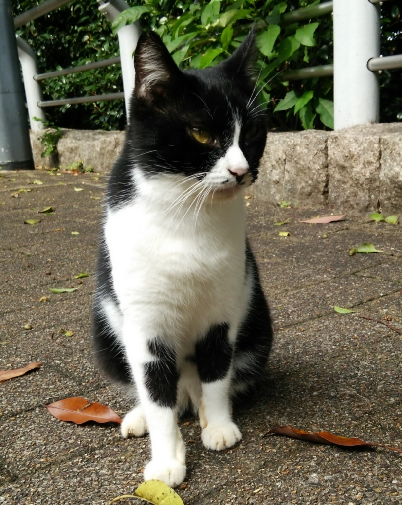 f:id:tarojiroko:20170924092125j:plain