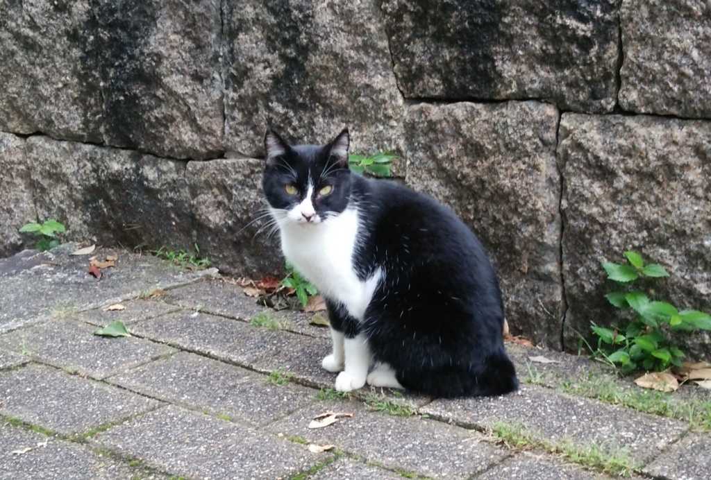f:id:tarojiroko:20171018123656j:plain f:id:tarojiroko:20171018123656j:plain