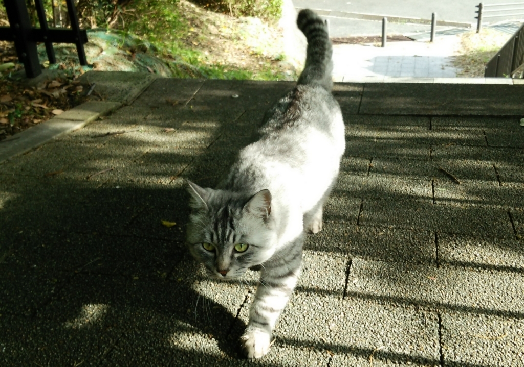 f:id:tarojiroko:20171024083651j:plain