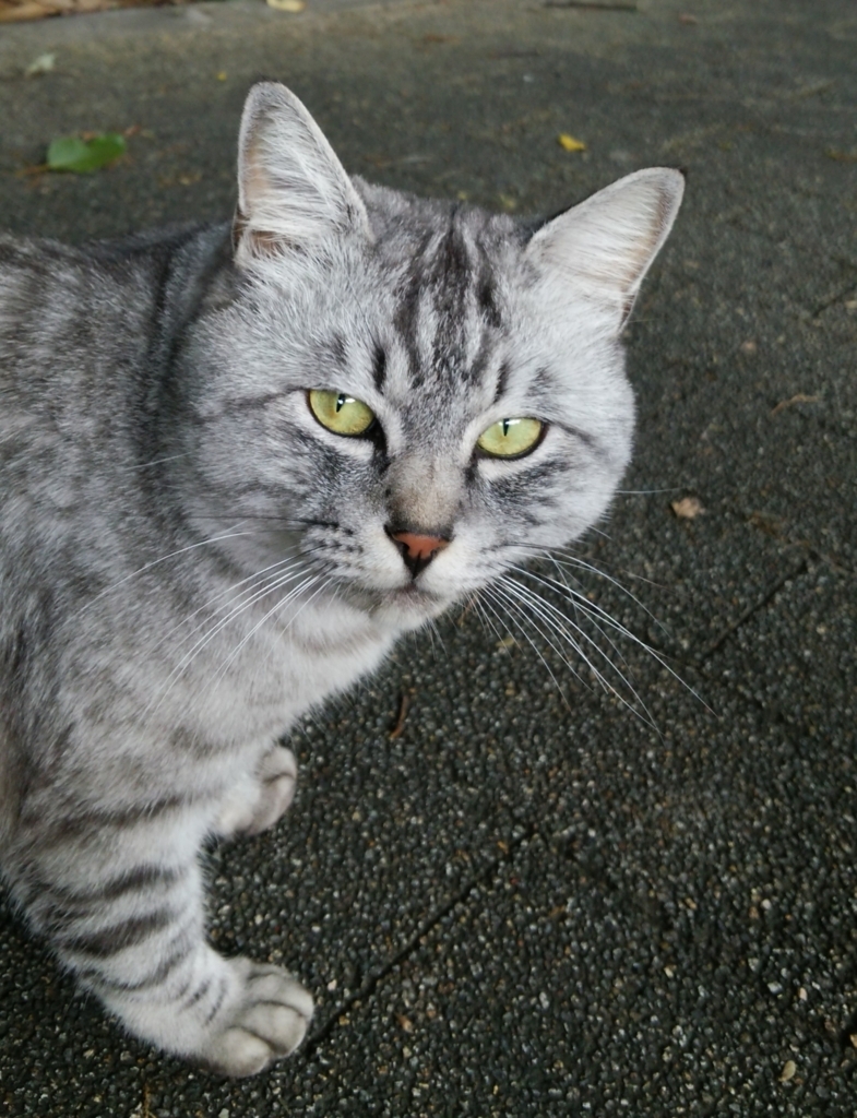 f:id:tarojiroko:20171024084337j:plain