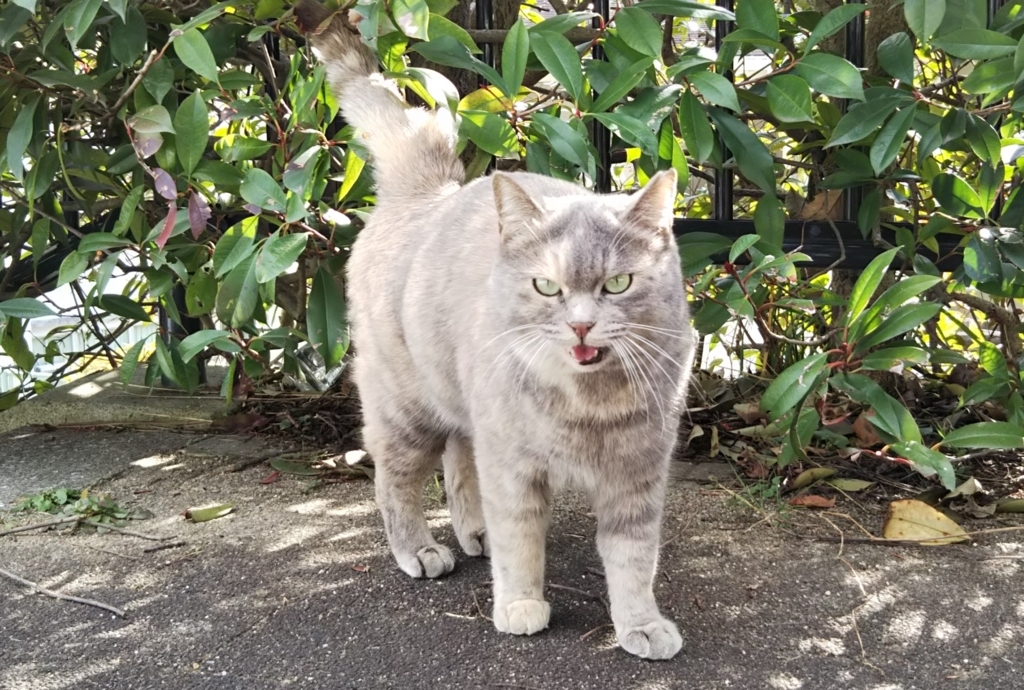 f:id:tarojiroko:20180101115943j:plain