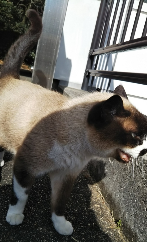 f:id:tarojiroko:20180101120005j:plain