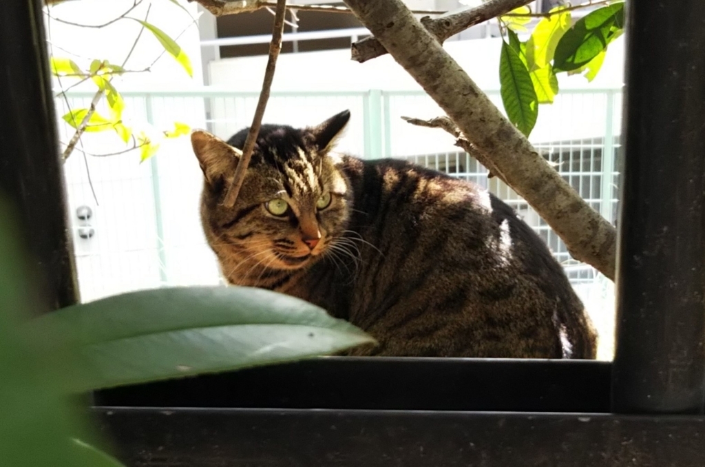 f:id:tarojiroko:20180101121549j:plain