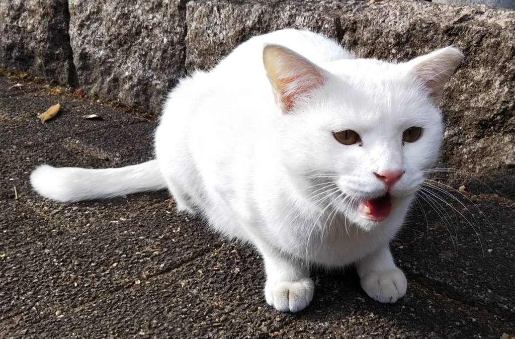 f:id:tarojiroko:20180101131518j:plain