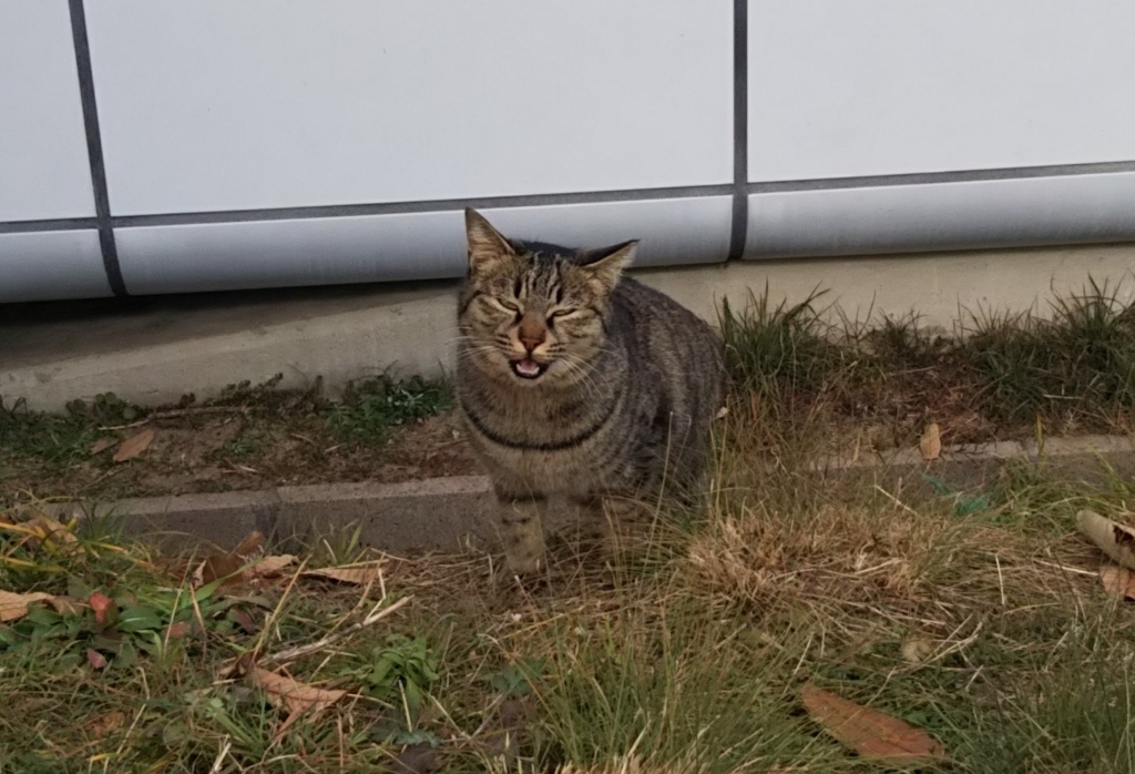 f:id:tarojiroko:20180104114202j:plain
