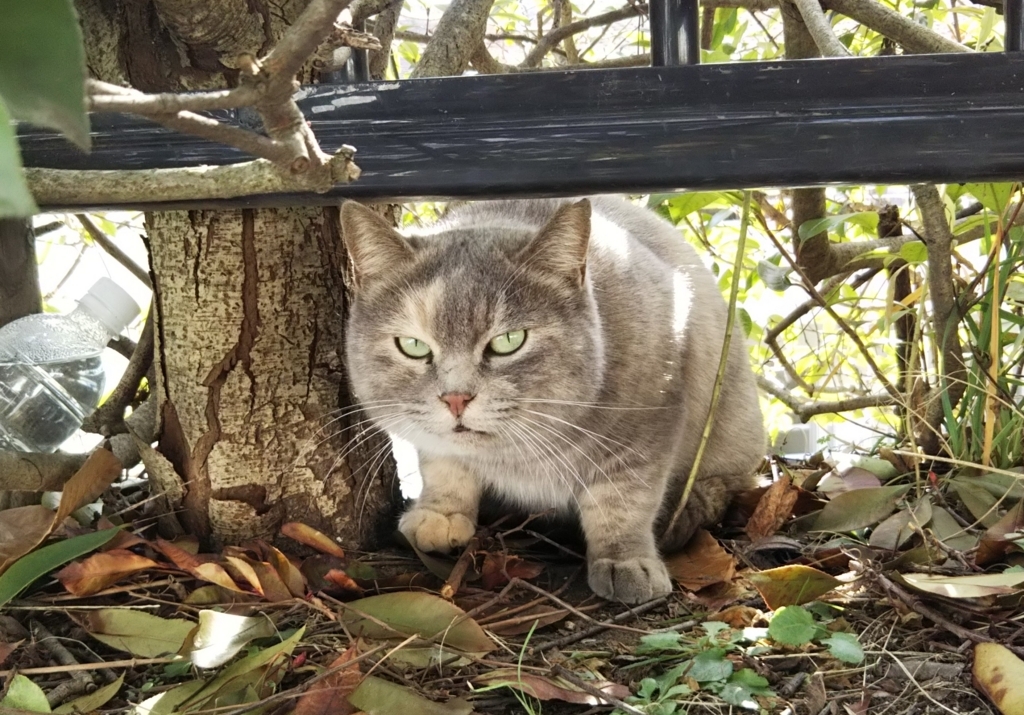 f:id:tarojiroko:20180104115238j:plain