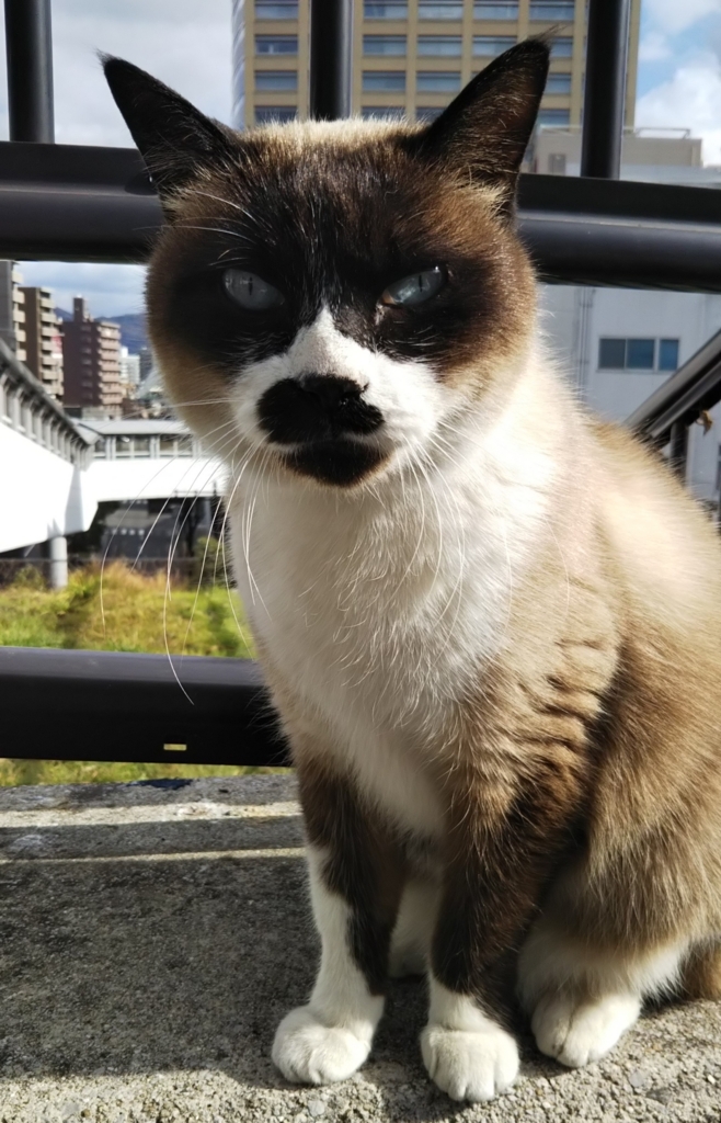 f:id:tarojiroko:20180104115959j:plain