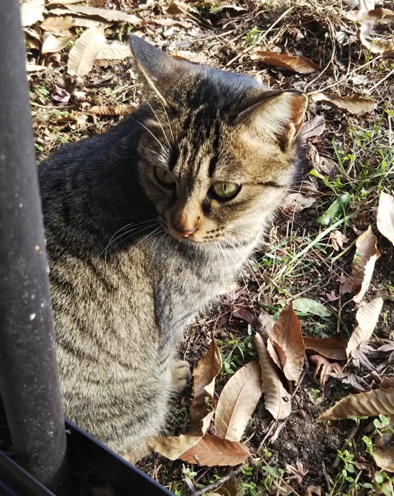 f:id:tarojiroko:20180105135856j:plain