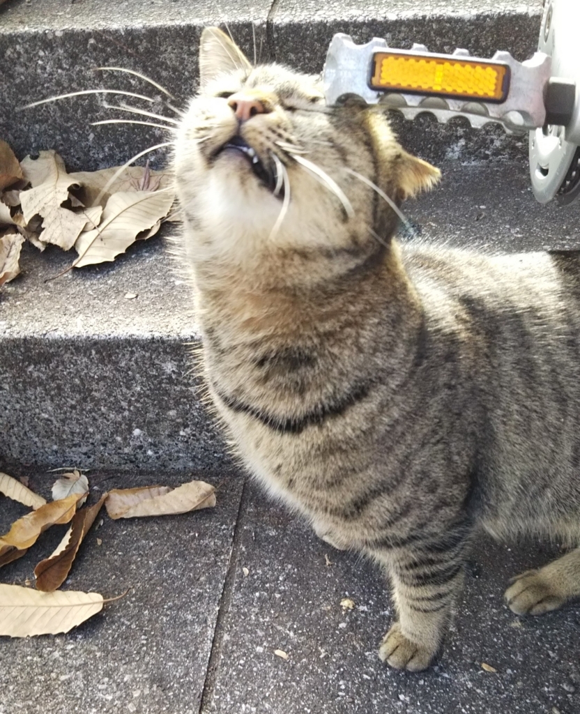 f:id:tarojiroko:20180105140124j:plain