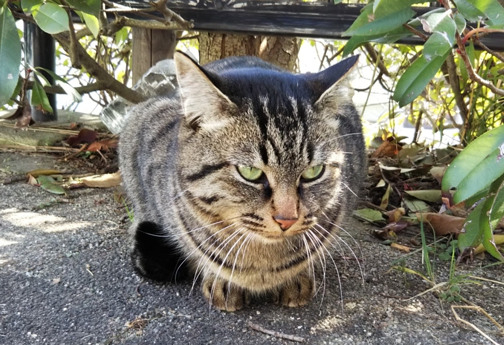 f:id:tarojiroko:20180106120608j:plain f:id:tarojiroko:20180106120608j:plain