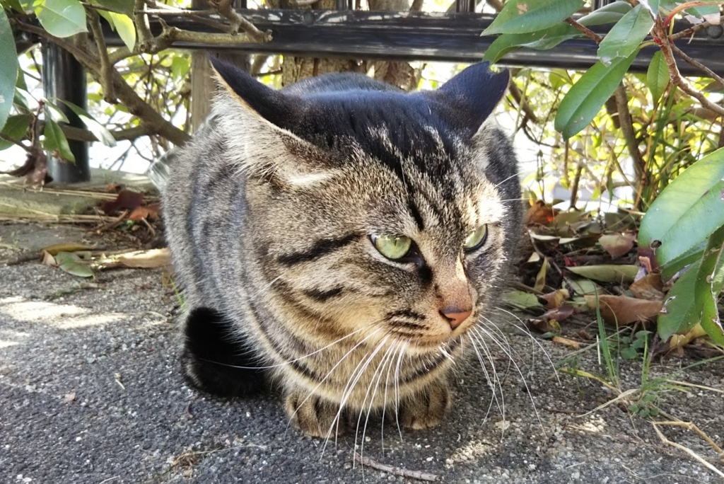 f:id:tarojiroko:20180106120616j:plain f:id:tarojiroko:20180106120616j:plain