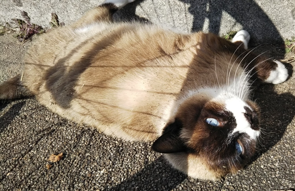 f:id:tarojiroko:20180106120853j:plain f:id:tarojiroko:20180106120853j:plain