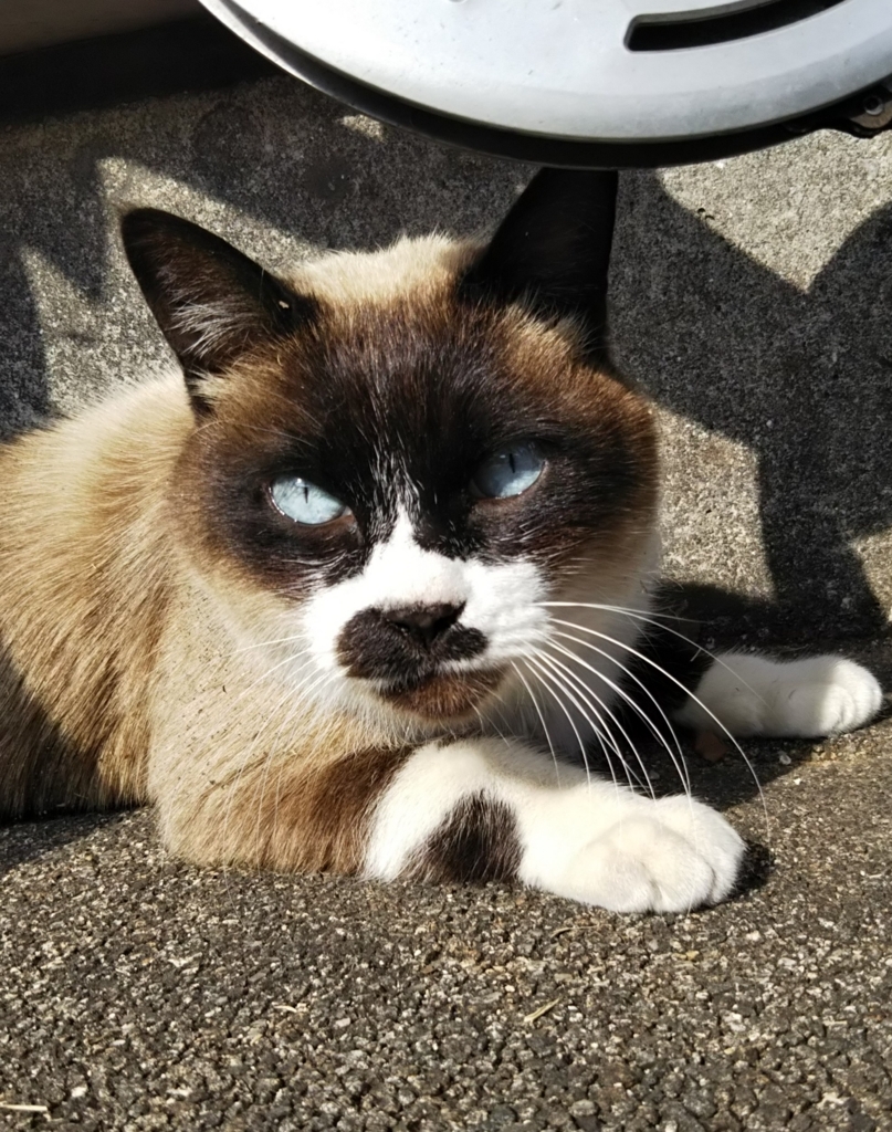 f:id:tarojiroko:20180106121150j:plain f:id:tarojiroko:20180106121150j:plain