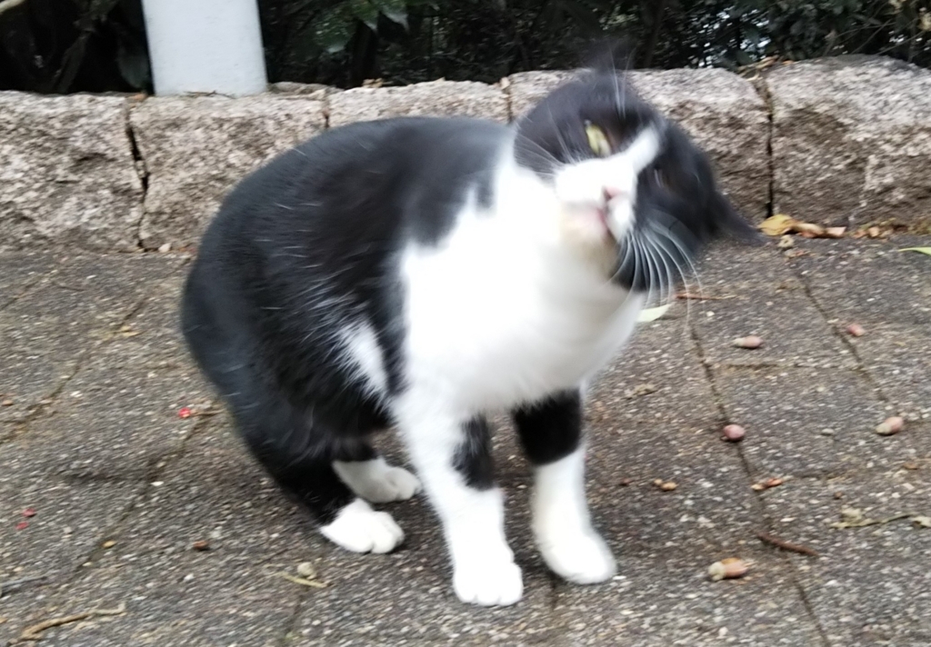 f:id:tarojiroko:20180109123049j:plain f:id:tarojiroko:20180109123049j:plain